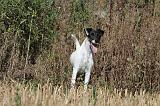 FOX TERRIER POIL LISSE 031